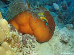 Dascyllus trimaculatus (Dreifleckpreussenfisch) in Heteractis magnifica (Prachtanemone)